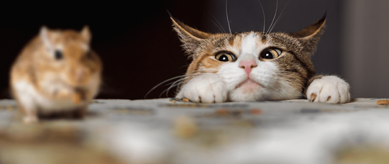 chat et souris